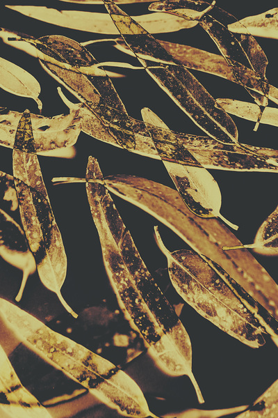 Sepia toned image of floating eucalyptus leaves Print