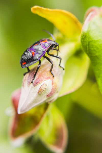 Beetle botanics Print