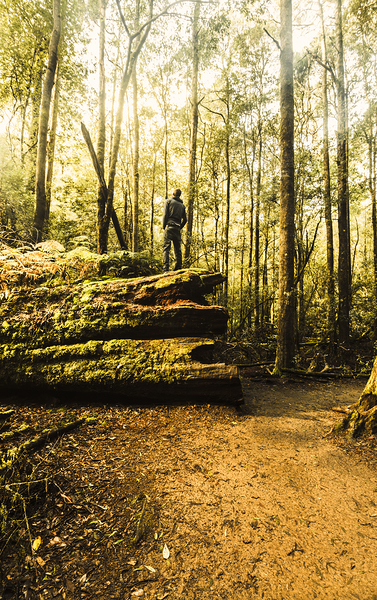Tourist Hiking Mount Field Tasmania  Print