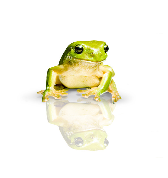 Green Tree Frog Print