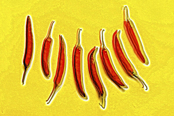 Hotlucination  Print