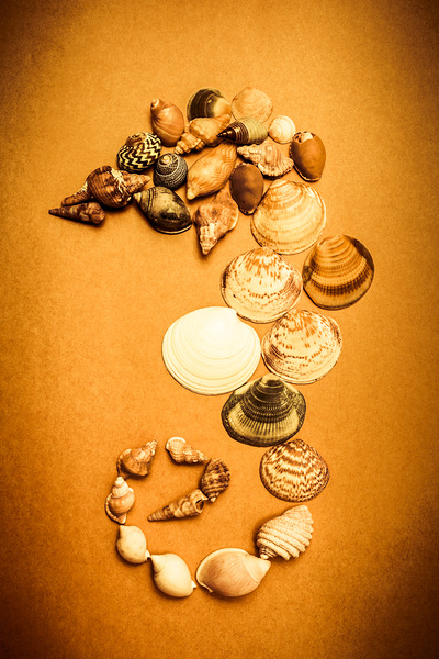 Marine Seashell Seahorse Design Print
