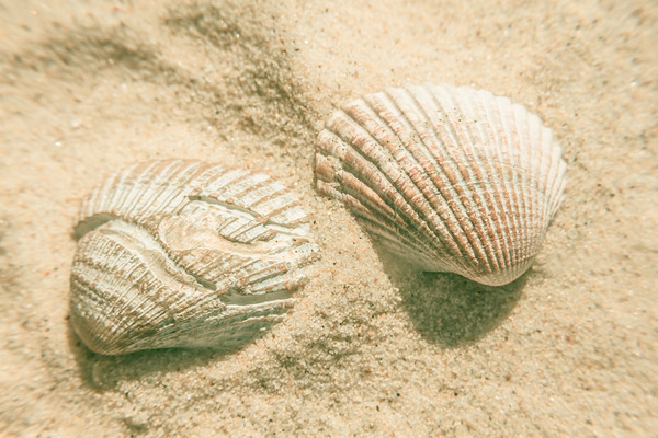 Simply coastal Print