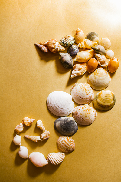 Seahorse art abstract Print