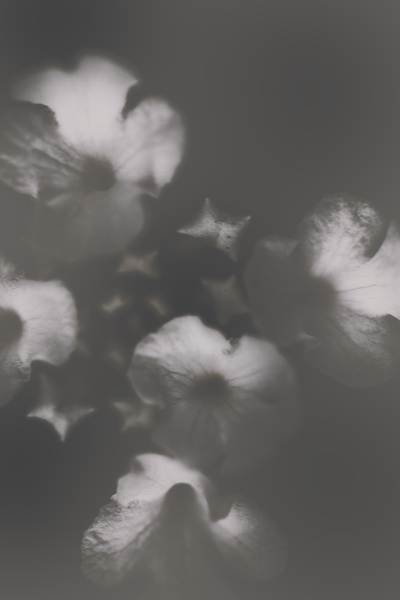 Ornate colourless weathered wild flowers Print