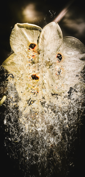 Fractal flower Print