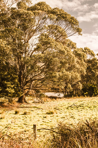 Vivid tree in a outback Australia Print