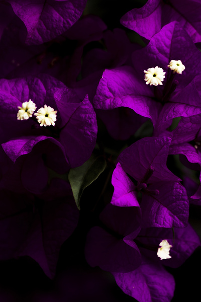 Dark Purple Bougainvillea Flowers Print