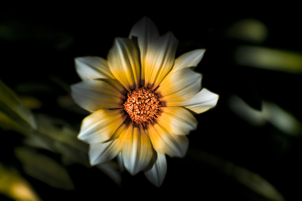 Dark Daisy Flower Print