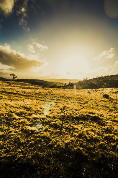 Sunburnt summer plain Print