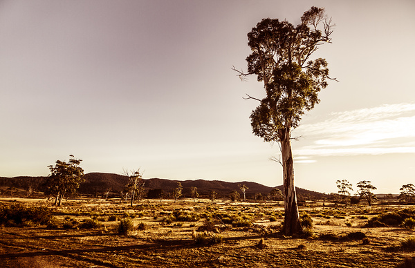 Freycinet bushland background Print