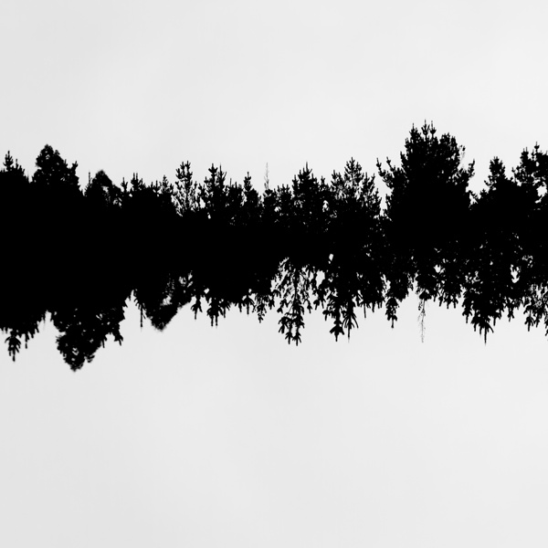 Sound waves made of trees reflected Print