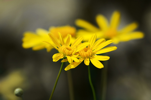 An Organic Connection Print