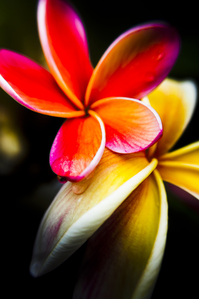 Touch of summer Print