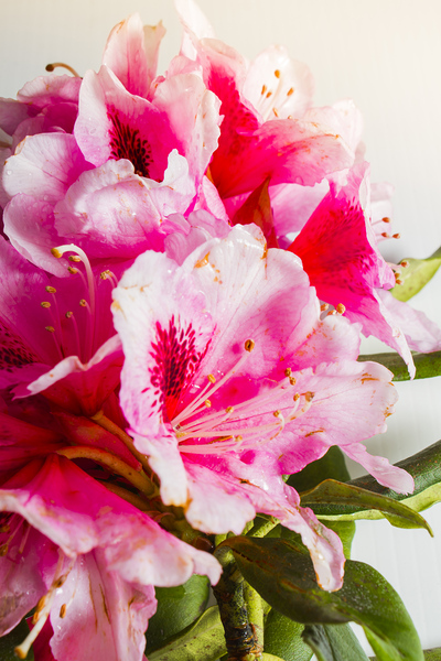 Spring of flower bouquets Print