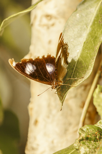 Wooded wildlife Print