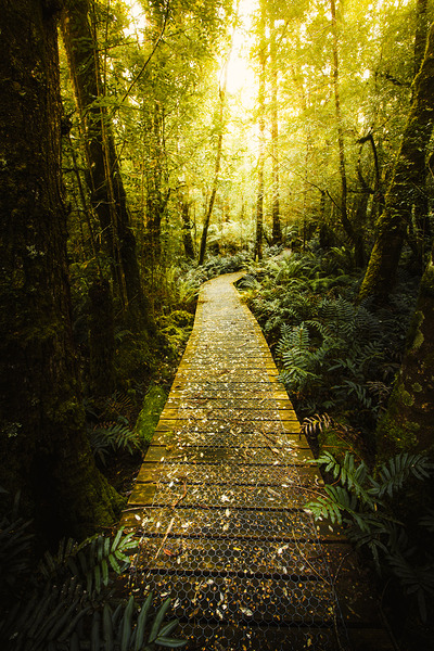 Lush Green Rainforest Walk Print