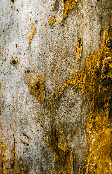 From the woodland Print