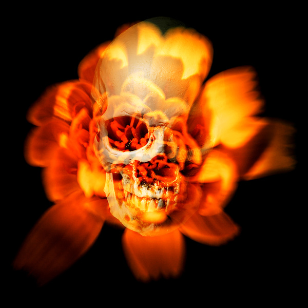 Flower skull Print