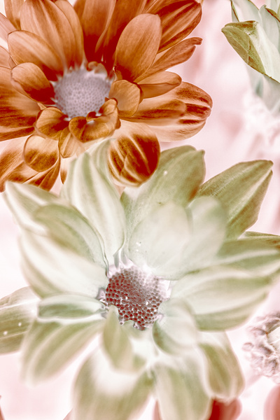 Chrysanthemum creativity Print