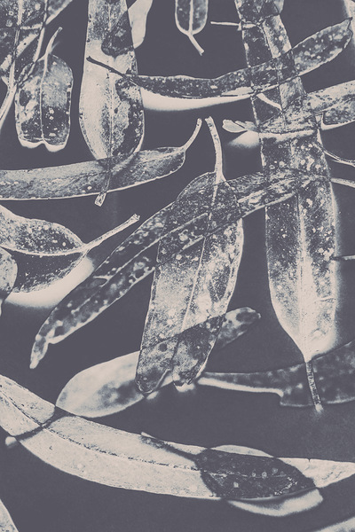 Abstract design tree leaves background Print