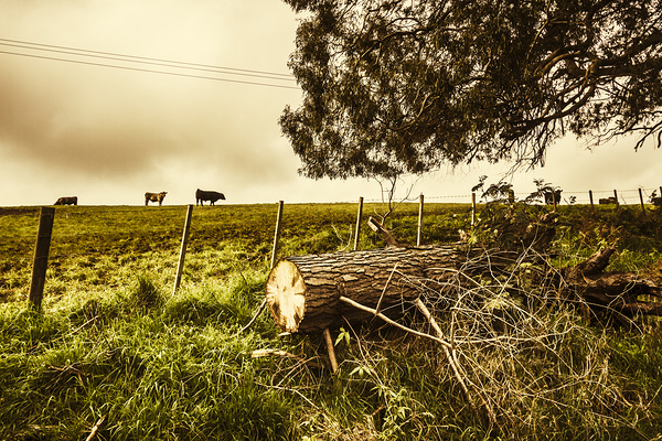 Tasmanian Country Farm Details Print