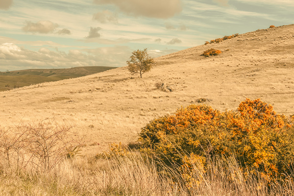 Country colours Print