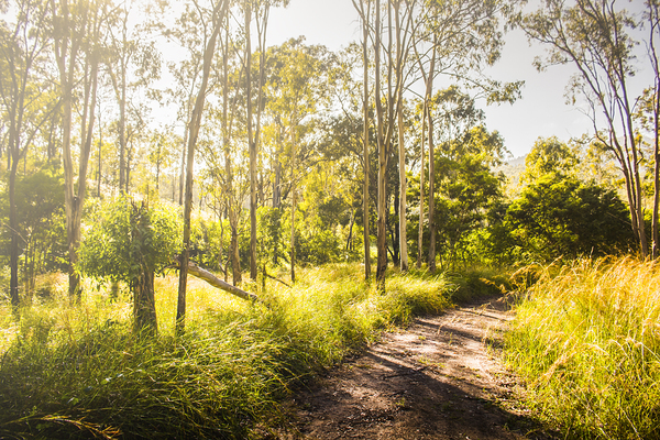 Nature Lovers Lane Print