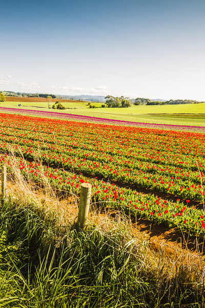 Wynyard Tulips Print