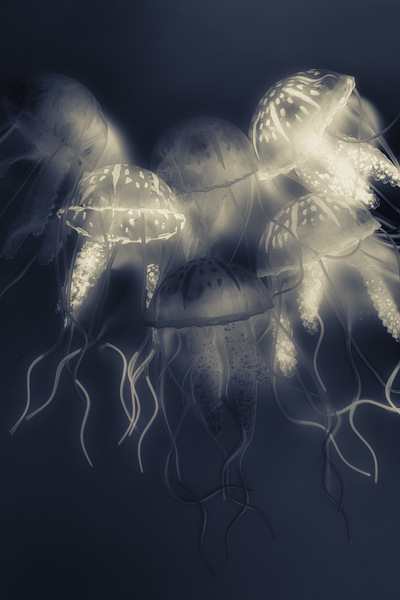 Crepsiculs – An awakening Print