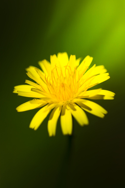 Dandelion Flower Print