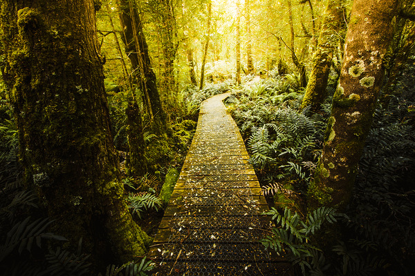 Tarkine Tasmania Trails Print