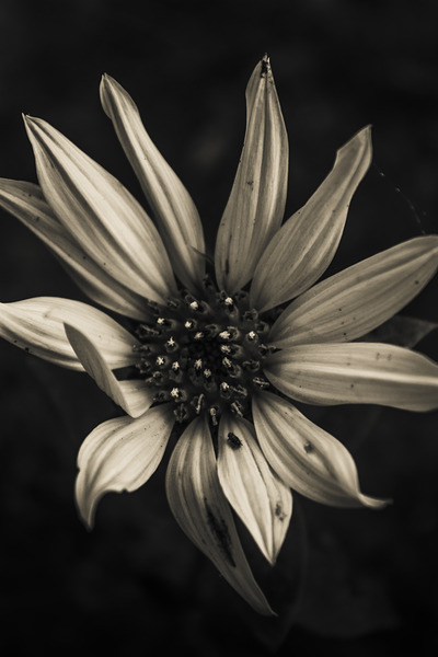 Floral elegance Print