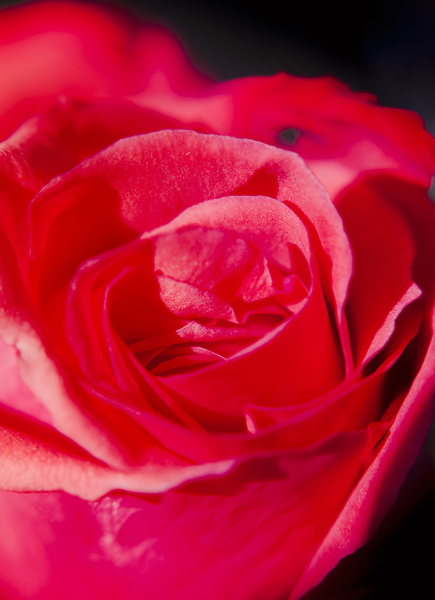 Intimate details Print