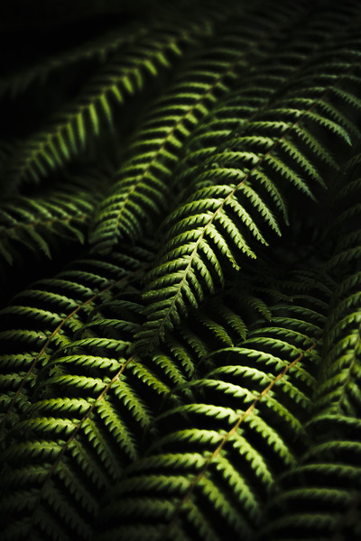 Nature in minimalism Print