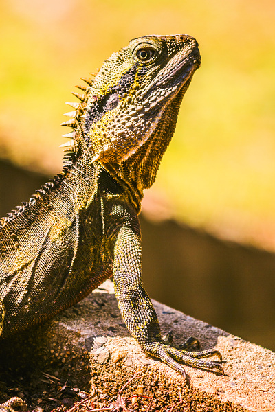 A predators portrait Print