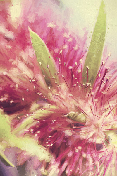 Bottle Brush flower species digital painting Print