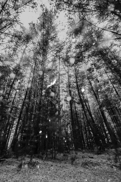 Reigning pines Print