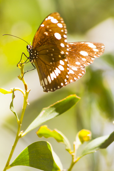 Spotted black crow butterfly  Print