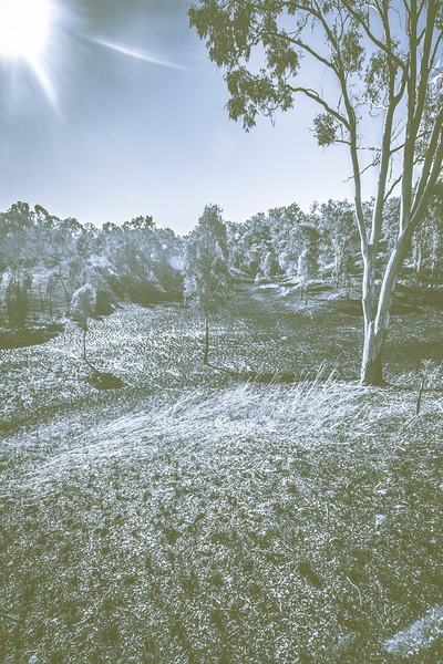 Barren Winterscape Print