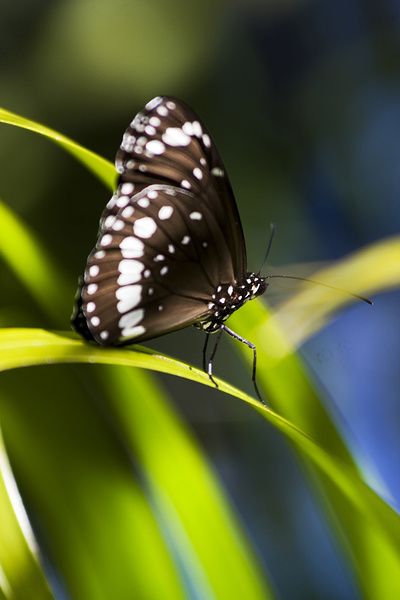 Tropical Butterfly Print