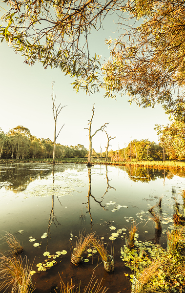 Still lake afternoon  Print
