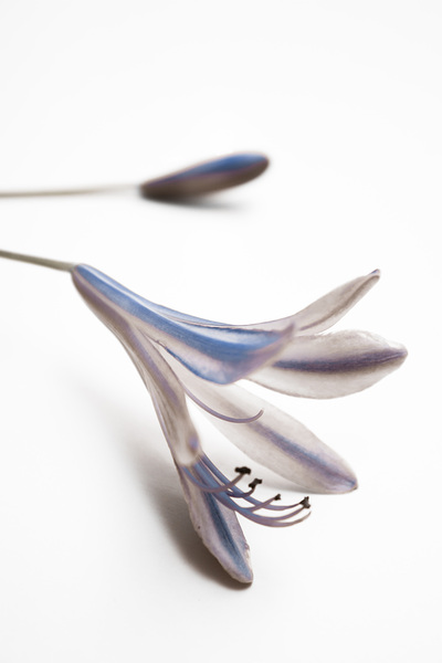 Blue Bell Agapanthus flower  Print