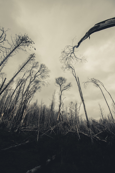 Grey winds bellow  Print