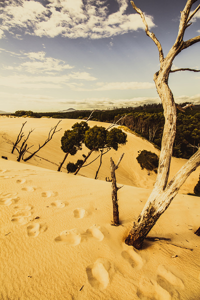 Tasmanian desert tree landscape Print