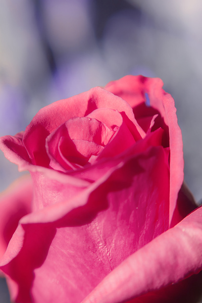 Rosy romantics Print