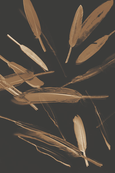 Feather Feature  Print