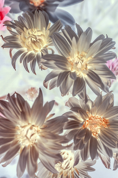 Electric beauty Print