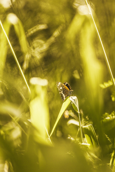 Jungle butterfly Print
