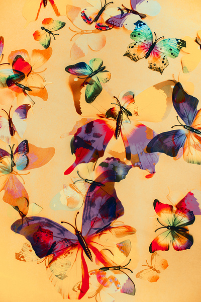 Group of Butterflies with Colorful Wings Print